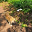 Cachorro segue câmera do Google e sai em várias fotos do bairro