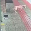 Câmera flagra cadela roubando ração em porta de farmácia; assista 