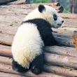 Zoólogo veste fantasia de panda para brincar com filhotes; assista 🎥
