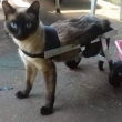 Glauber também fabrica cadeira de rodas para gatos. Foto: Imagem cedida por Glauber Pereira de Souza