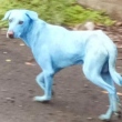 Saiba porque cachorros estão ficando com pelos azuis na Índia