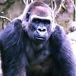 gorilla Harambe