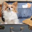 animal viagem cachorro em um mala