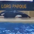 baleia orca loro parque 