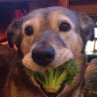 cachorro brocolis alimentação