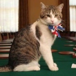 larry gato oficial britânico
