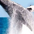 baleia corcunda