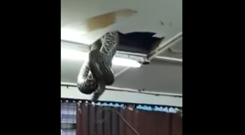 Cobra gigante despenca de teto e provoca terror em restaurante