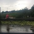 Caminhão carregado com milho tomba e carga é saqueada por populares em Goiânia