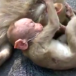 bebê macaco