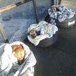 Desempregada cria camas feitas com pneus para proteger cães abandonados em terminal