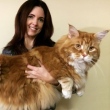Gato com mais de 1 metro pode entrar no Guinness como o mais longo do mundo