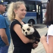 Homem cobrava de turistas por fotos tiradas com "urso panda"