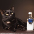  Vodca salva vida de gato que havia ingerido produto tóxico