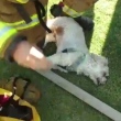 Bombeiros salvam cão graças a doação de escoteiras na Califórnia