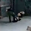 Cuidadores aparecem maltratando pandas em zoológico e chineses se revoltam; veja vídeo 🎥
