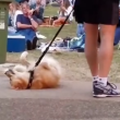 Cachorro teimoso se recusa a sair de parque e diverte visitantes do local