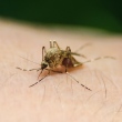 Região Noroeste de Goiânia recebe força-tarefa no combate ao Aedes