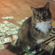 Gato 'rouba' dinheiro de quem passa na rua nos EUA