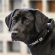 CIA 'demite' cachorra por falta de interesse no trabalho