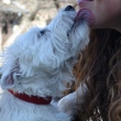 A lambida do cachorro equivale ao beijo humano?
