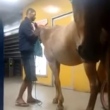 Homem tenta embarcar com três cavalos em estação de BRT no Rio