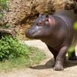 Hipopótamo foge de zoológico, mas volta apenas dois minutos depois