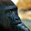 Vídeo que mostra gorila escolhendo 'pretendentes' em celular viraliza nas redes