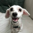 Cadelinha resgatada não consegue parar de 'sorrir' depois de tosa