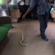 Passageiro corajoso mata cobra encontrada em vagão de trem