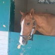Mutirão para salvar cavalos de incêndio na Califórnia movimenta redes sociais