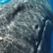 Baleia protege mergulhadora de tubarão escondendo-a sob sua barbatana; veja vídeo