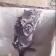 Entenda o que está por trás do vídeo do 'rato' tomando banho que viralizou na web