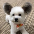 Cachorra com orelhas do Mickey derrete corações na internet