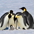 Pinguins 1