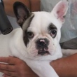 Família oferece recompensa para quem trouxer o bulldog Hugo de volta para casa