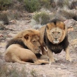 Três homens são devorados por leões durante caça ilegal em reserva na África