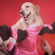  Em perfil no Instagram, cachorro faz releitura de fotos icônicas de Madonna 