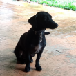 Cachorro estava perdido na Vila Canaã, em Goiânia