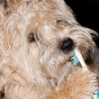 cachorro escova de dente saúde bucal
