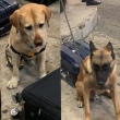 Cães da Receita farejam 13 quilos de cocaína em quadros e 16 pares de tênis no aeroporto