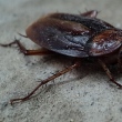 Baratas estão nascendo resistentes a sprays de matar insetos, revela estudo 