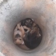 Três filhotes foram encontrados dentro da manilha de concreto; não há suspeitas de quem os abandonou