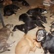  Cães que foram abrigados por Chelle Phillips por ameaça do furacão Dorian, nas Bahamas. Foto: Faceb