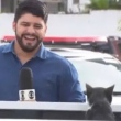 Vídeo que mostra um gato distraindo o repórter Artur Lira fez sucesso nas redes sociais