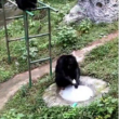 Chimpanzé 