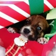 Cachorros para adoção viraram tema de campanha de Natal em ONG do interior de São Paulo