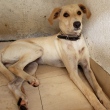 Cão é resgatado após ser flagrado cavando local onde tutor foi soterrado em Guarujá