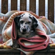 Cachorro com cobertor frio
