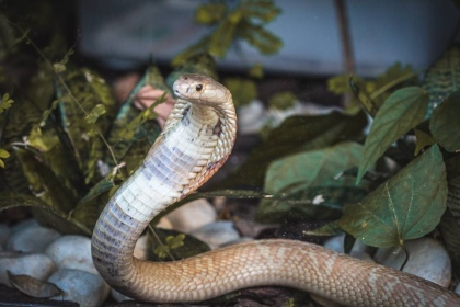 Cobra Naja de Brasília vira a queridinha da internet brasileira: veja os  melhores memes